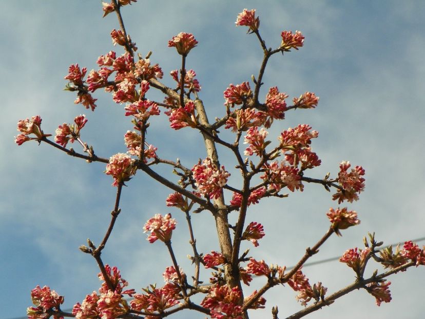 viburnum bodnantense Dawn - Copacei si arbusti 2018