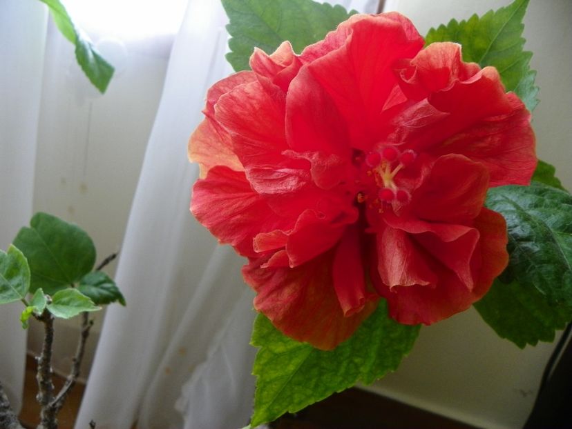 25 mart (1) - Hibiscusi
