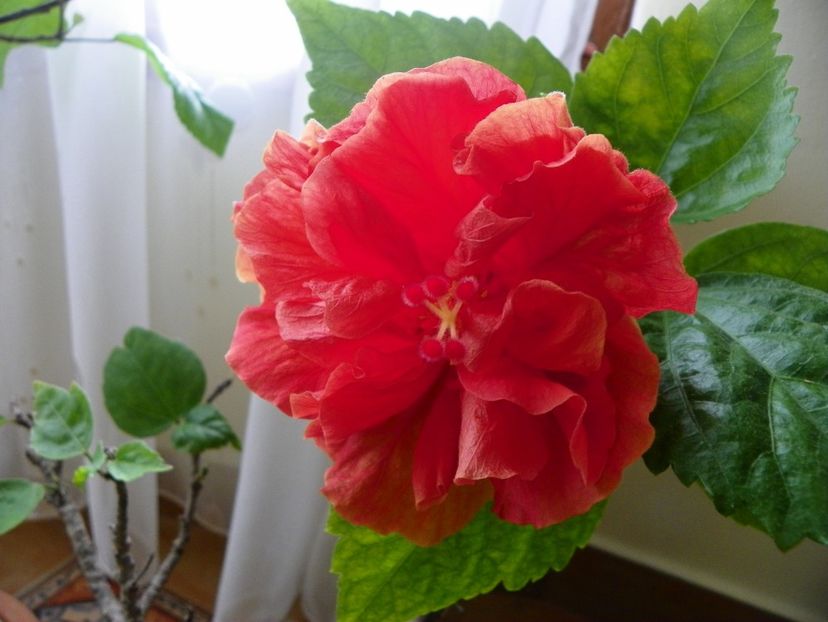 - Hibiscusi