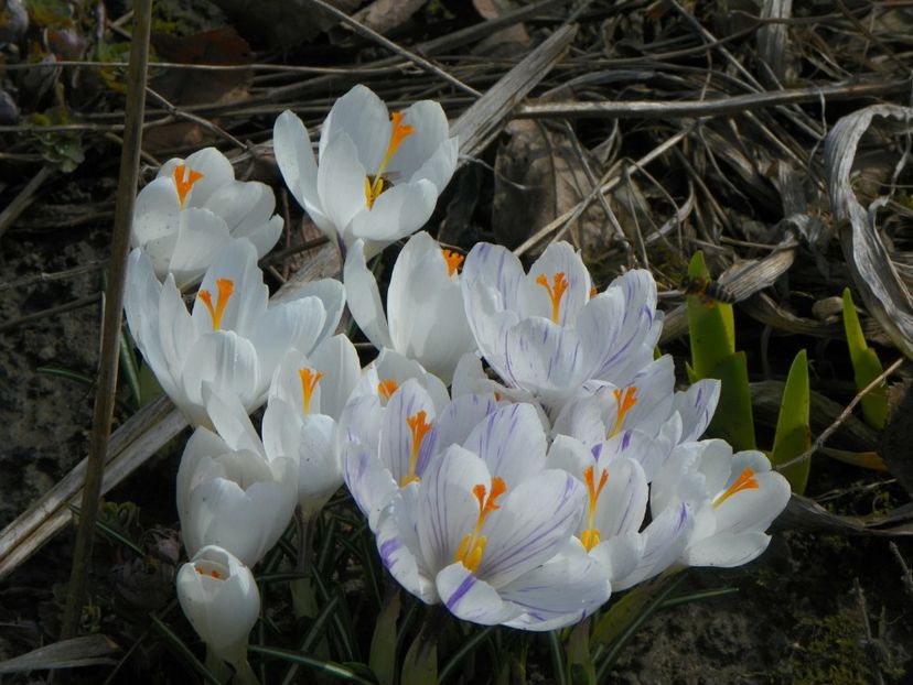 21 mart (3) - Primavara 2018