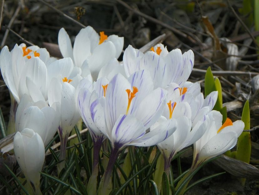 21 mart (4) - Primavara 2018