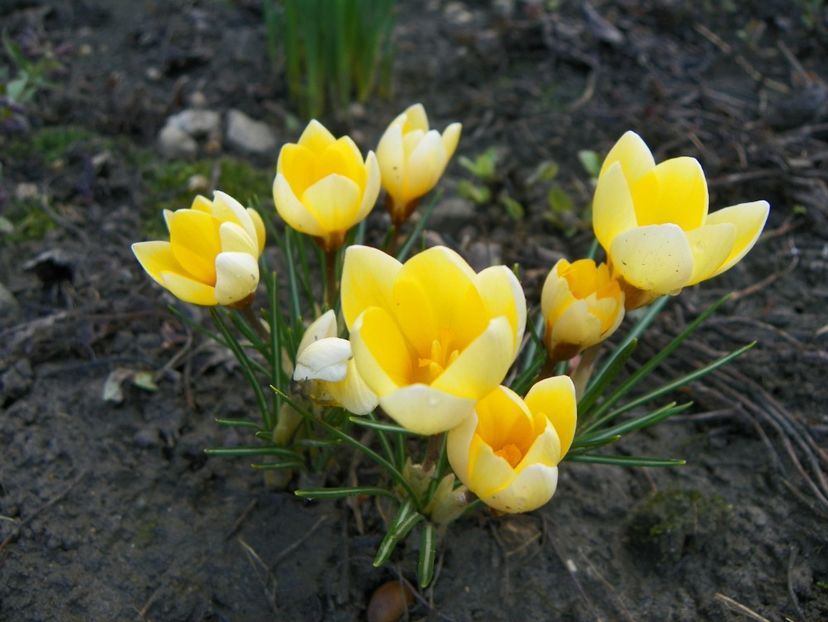 21 mart (7) - Primavara 2018