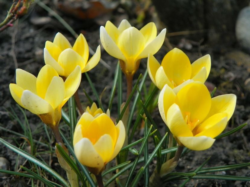 21 mart (9) - Primavara 2018