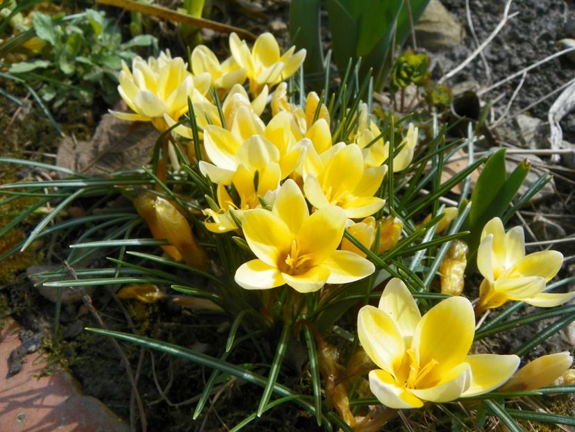 21 mart (10) - Primavara 2018