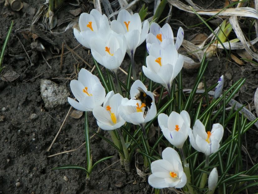 21 mart (14) - Primavara 2018