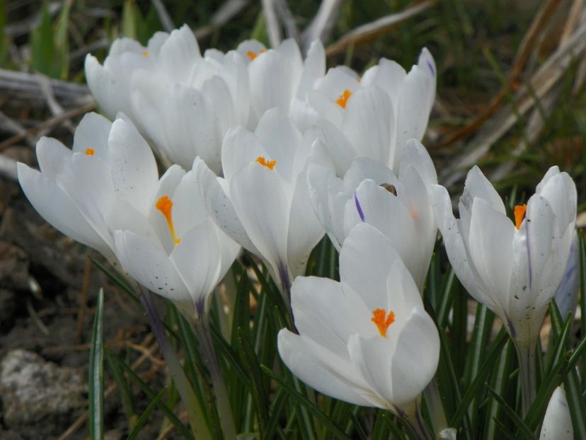 21 mart (15) - Primavara 2018