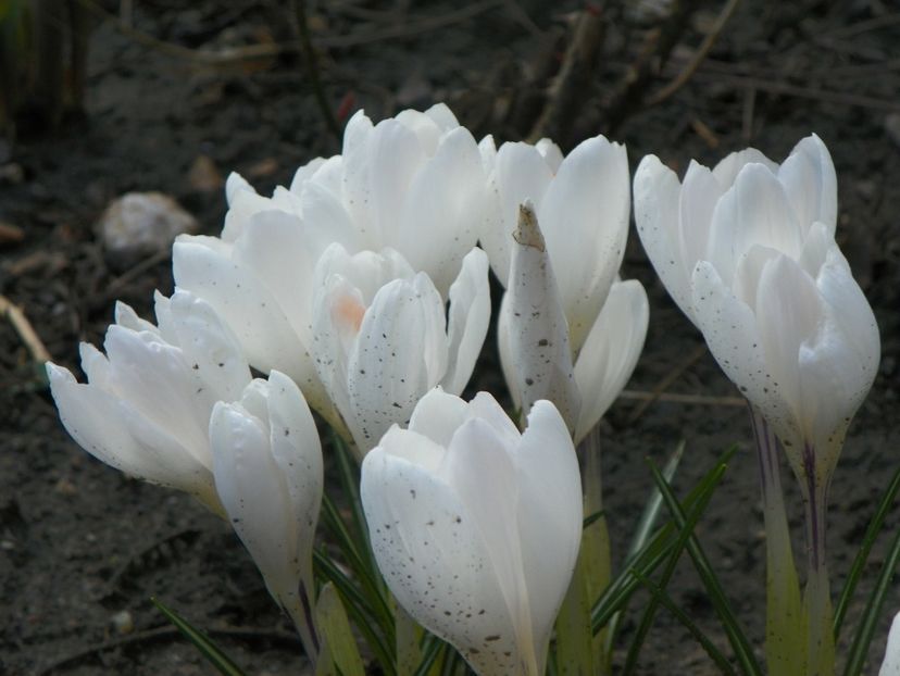 21 mart (16) - Primavara 2018