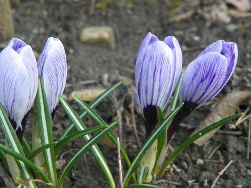 21 mart (17) - Primavara 2018