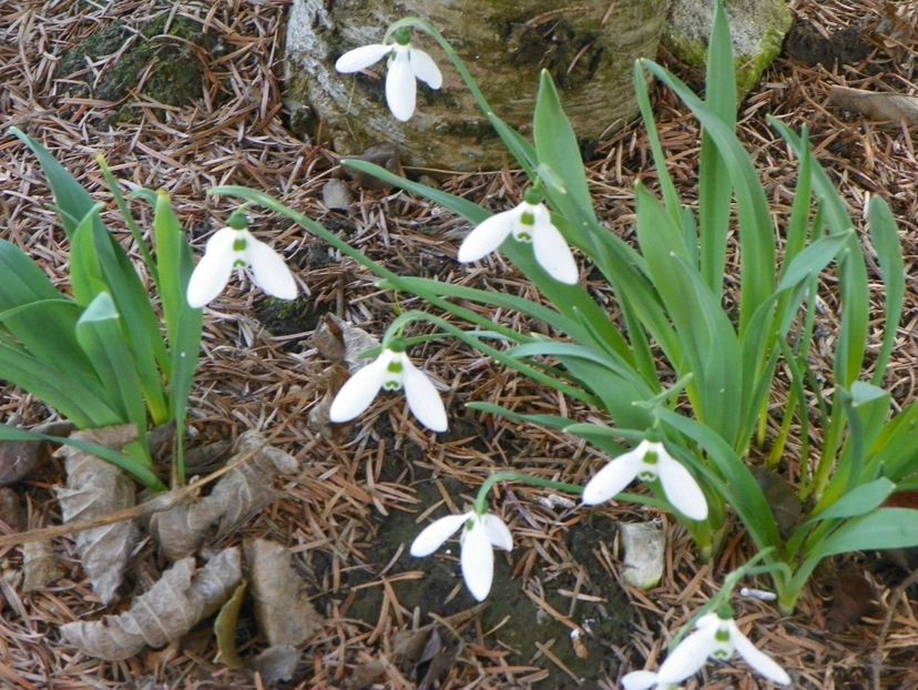 21 mart (18) - Primavara 2018
