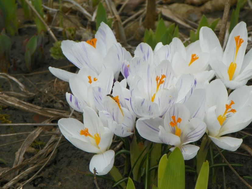 21 mart (21) - Primavara 2018