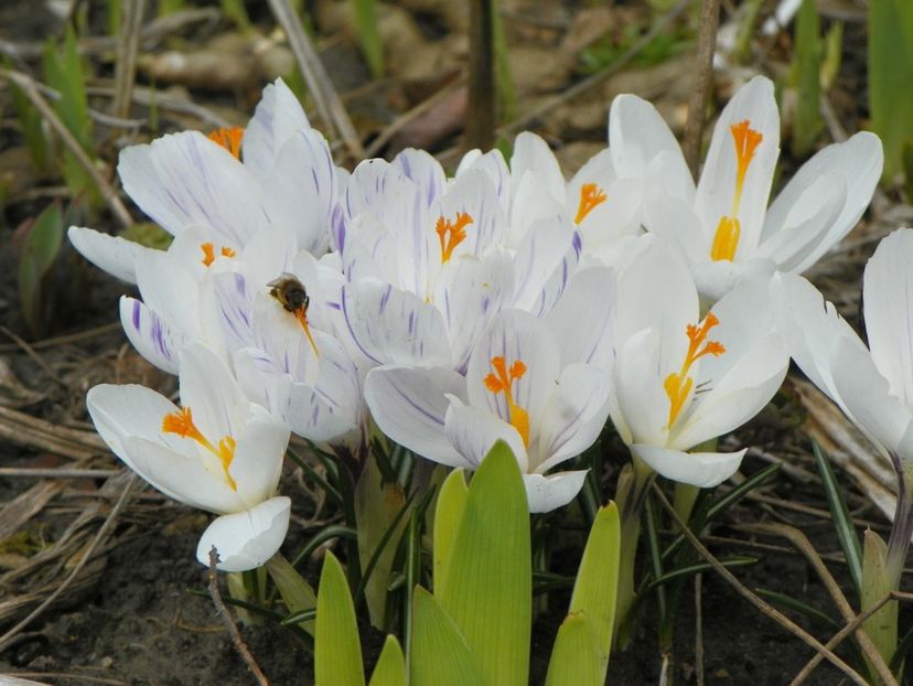 21 mart (22) - Primavara 2018