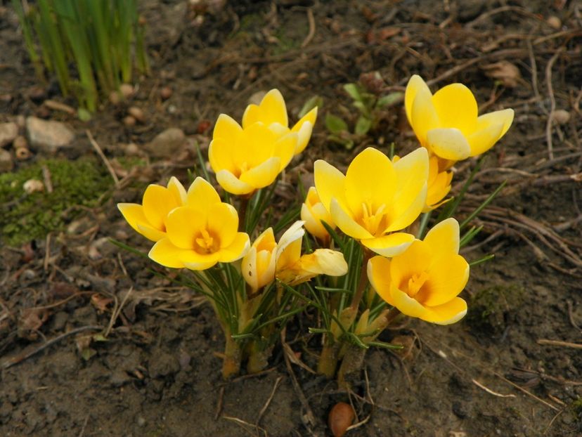 21 mart (24) - Primavara 2018