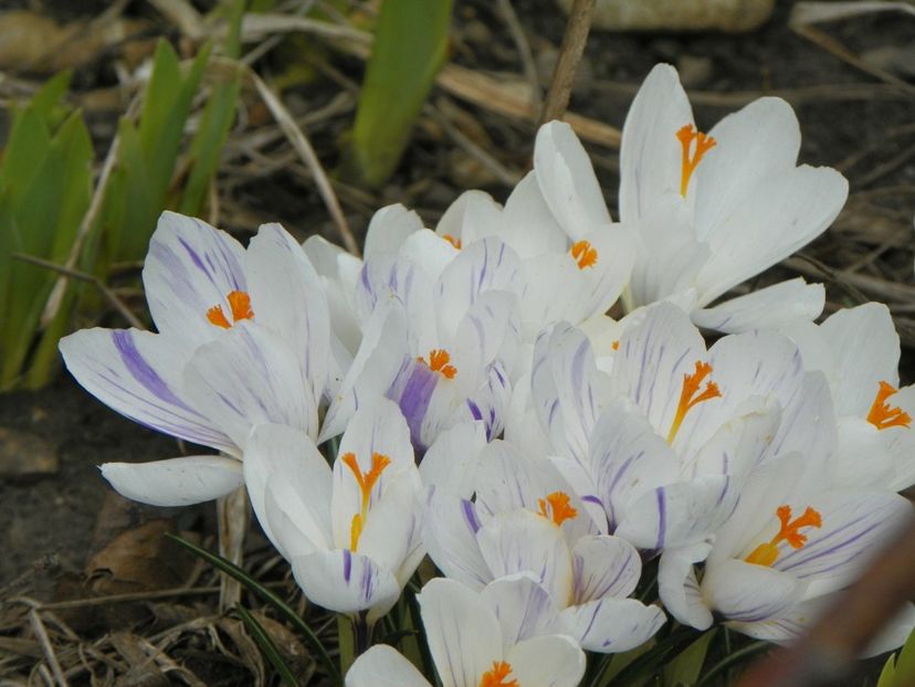 21 mart (26) - Primavara 2018