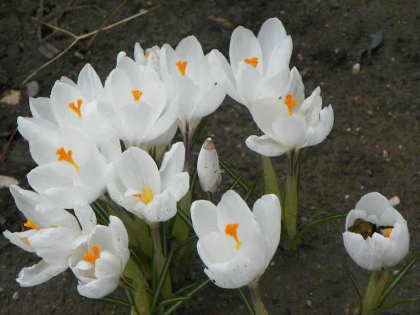 21 mart (27) - Primavara 2018