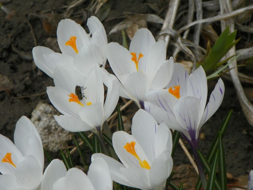 21 mart (28) - Primavara 2018