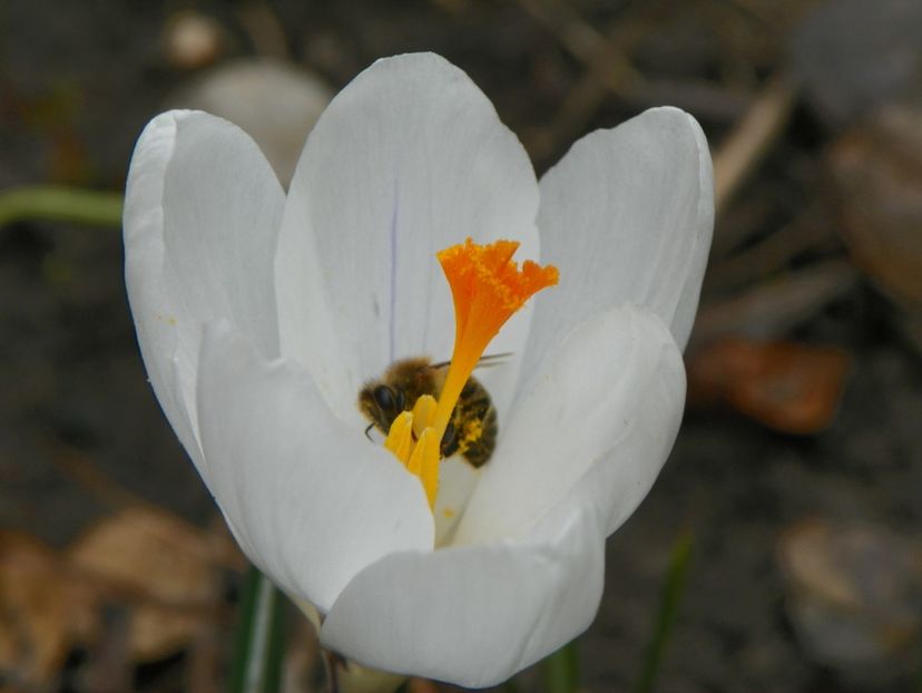 21 mart (29) - Primavara 2018