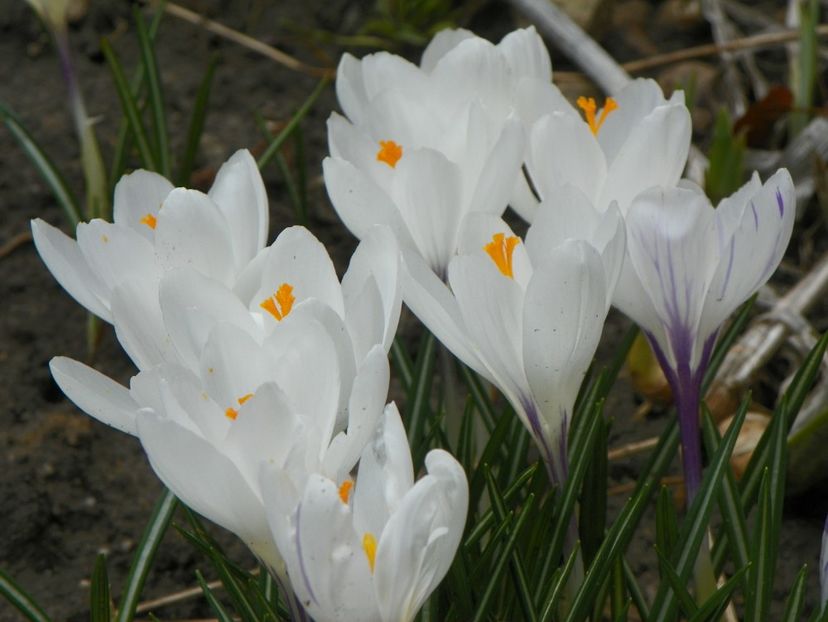 21 mart (31) - Primavara 2018