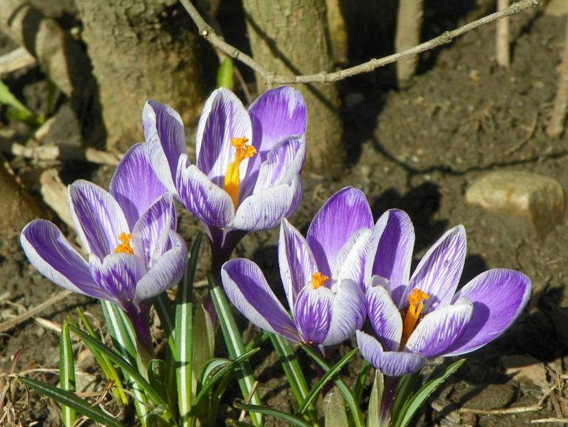 21 mart (32) - Primavara 2018