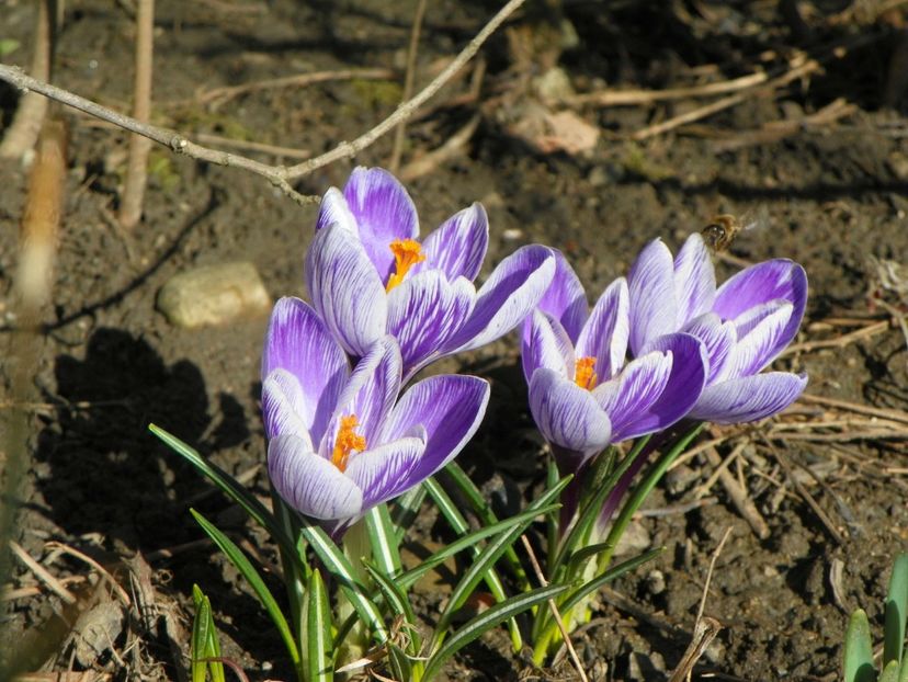 21 mart (33) - Primavara 2018