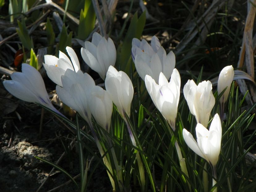 21 mart (34) - Primavara 2018