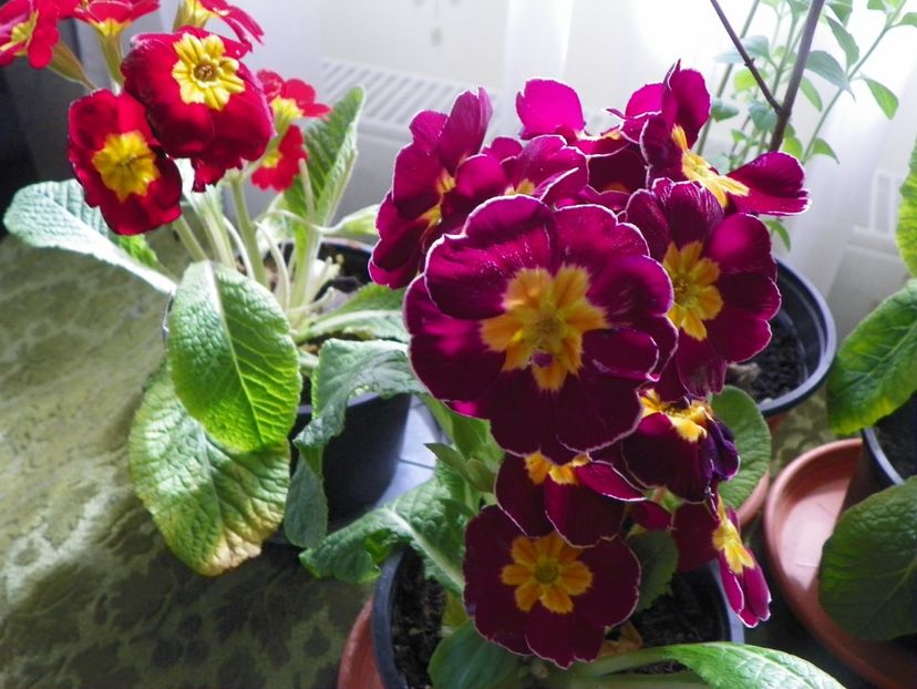 21 mart (37) - Primavara 2018