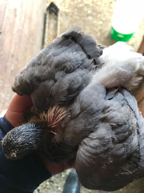 B04E3E28-2EEC-4C61-9C97-C4275855B9AE - Vargati codalbi