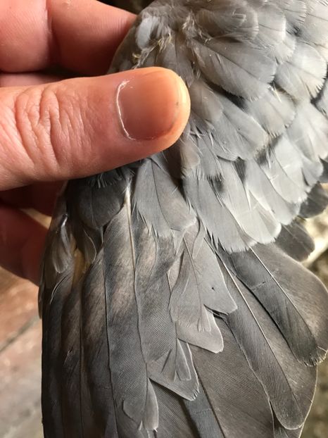 3230B099-11DB-4F2C-8947-16B0EF82B617 - Vargati codalbi