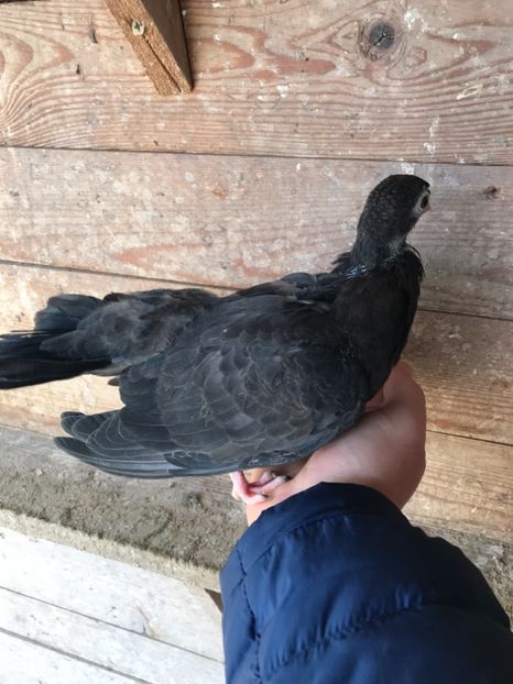 7A93D19D-A389-48C2-A696-1A717513CA6E - Negri turci