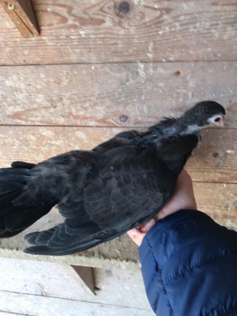 48EB9673-D695-4C00-85D6-22712070785D - Negri turci