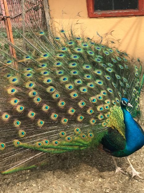  - VANZARI-SCHIMBURI-CUMPARARI