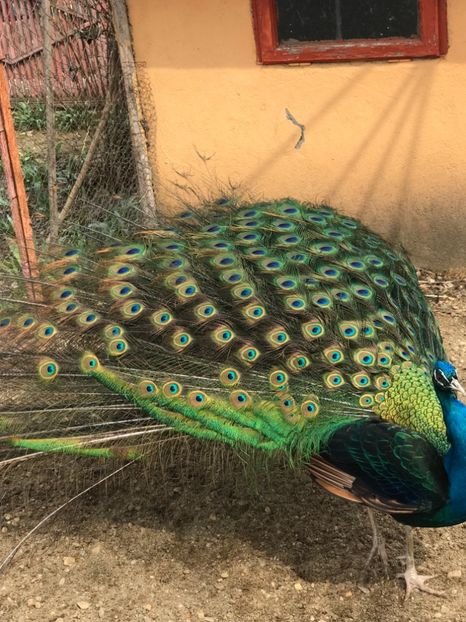  - VANZARI-SCHIMBURI-CUMPARARI