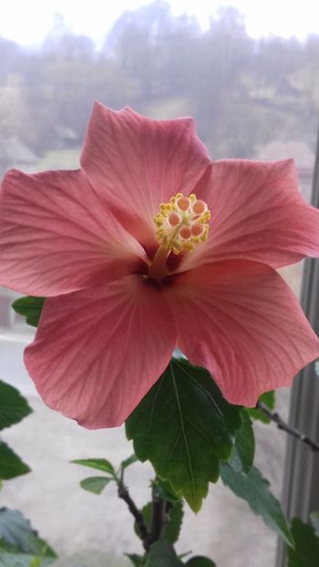  - Hibiscus Cairo Apricot