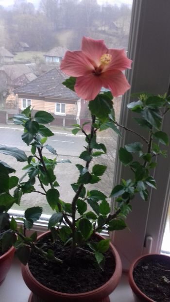  - Hibiscus Cairo Apricot