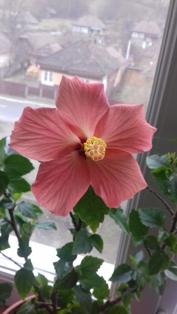  - Hibiscus Cairo Apricot