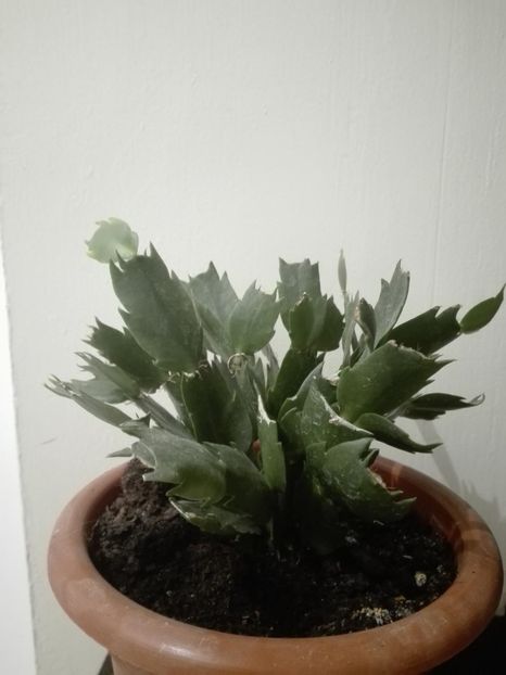 schlumbergera galbena 10  lei - Flori de apartament