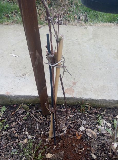 2018-28martie - 15 Purpurea Plena Elegans