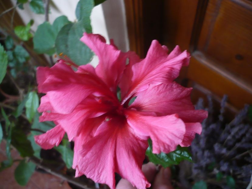 28.03.2018 - HIBISCUSI 2018-1