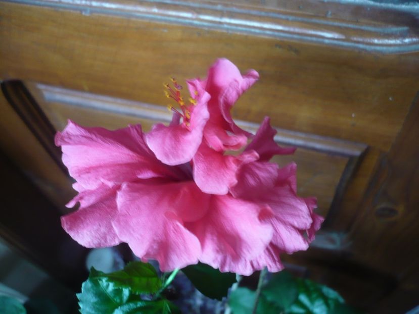 P1360421 - HIBISCUSI 2018-1