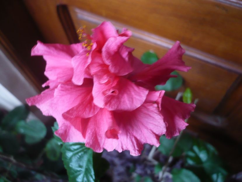 P1360422 - HIBISCUSI 2018-1