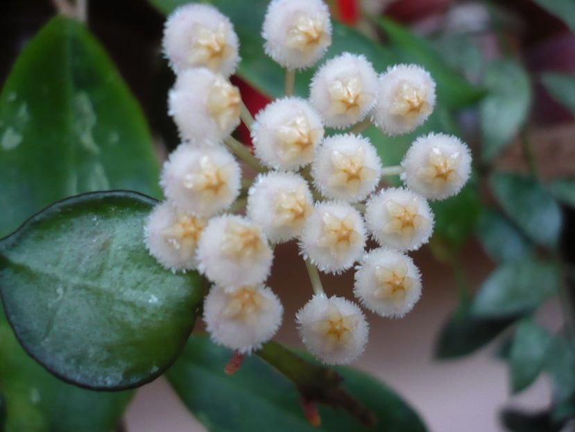 28.03.2018 - HOYA 2018-1