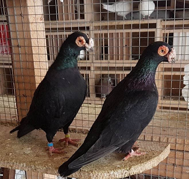  - CARUNCULATI Pentru 2020