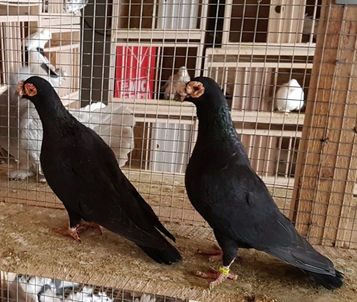  - CARUNCULATI Pentru 2020