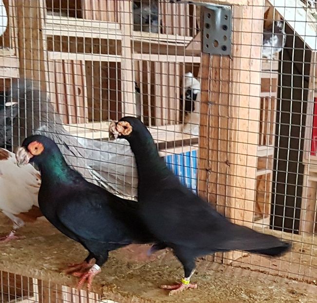  - CARUNCULATI Pentru 2020