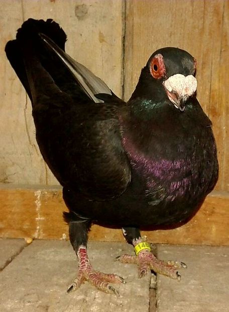  - CARUNCULATI Pentru 2020