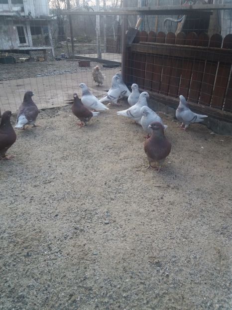  - Porumbei mei la gramada