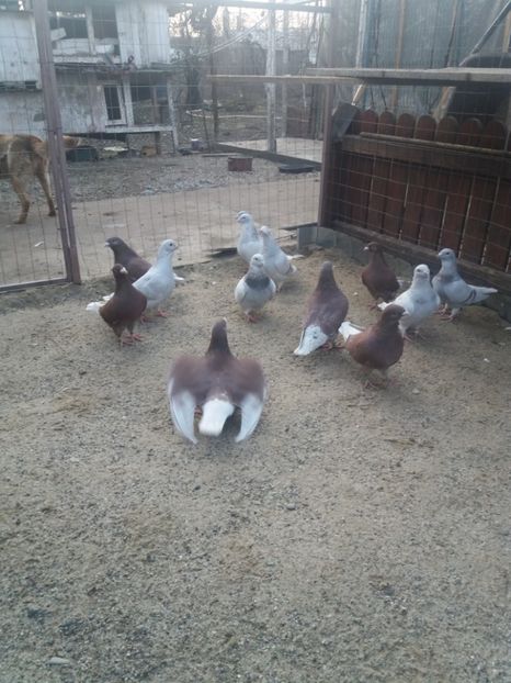  - Porumbei mei la gramada