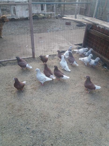  - Porumbei mei la gramada