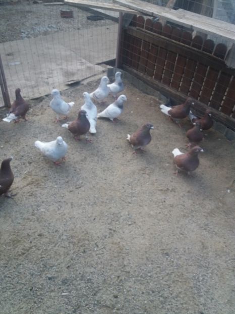  - Porumbei mei la gramada