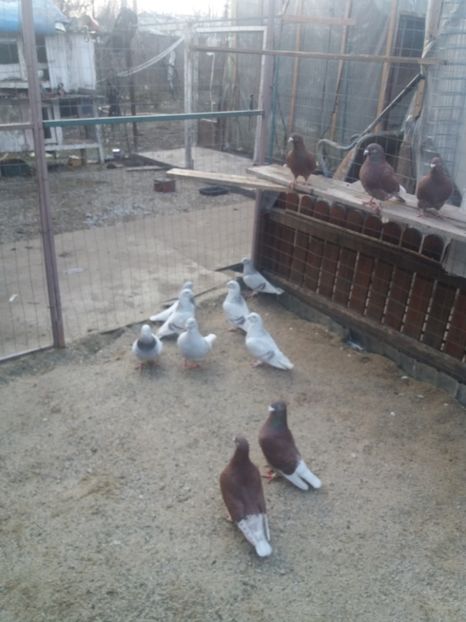  - Porumbei mei la gramada