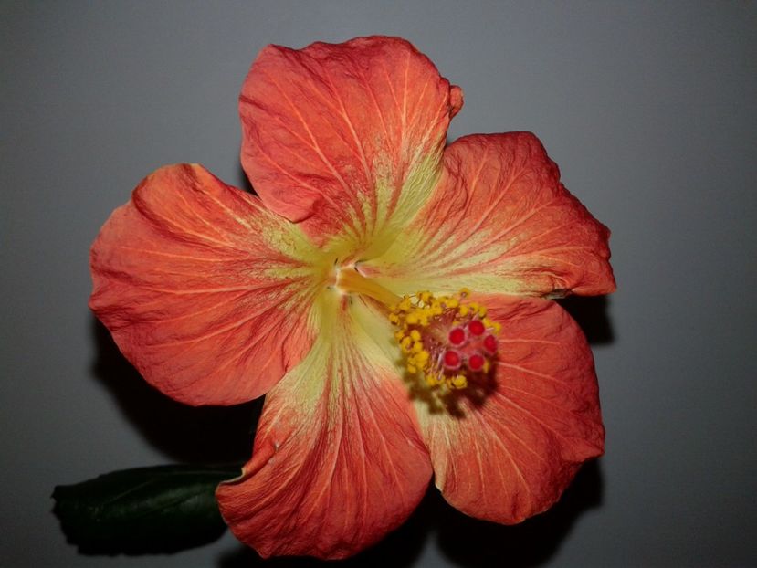  - Hibiscus MT Sixtynine